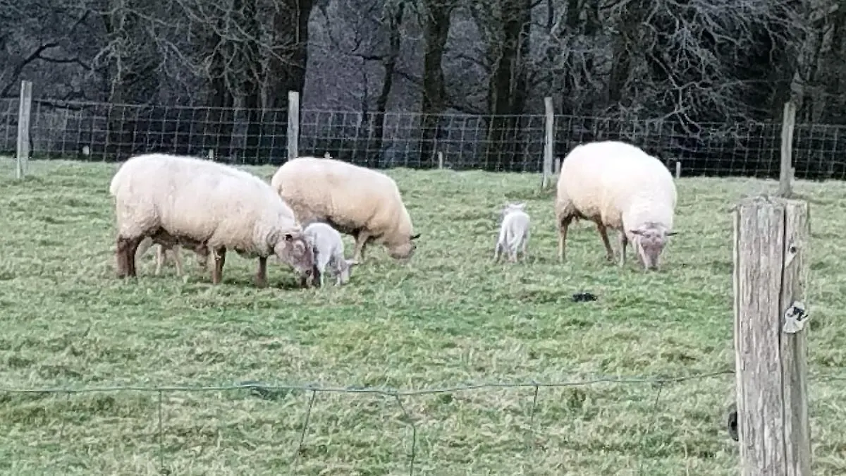 Gite Lann Er Viline Camors Nyaraló